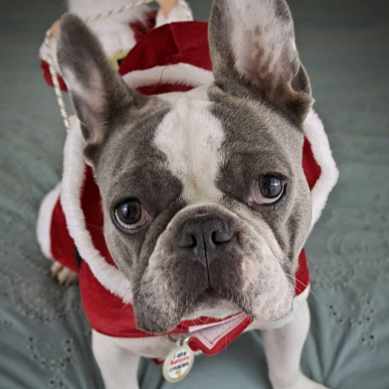 Santa Dog Costume